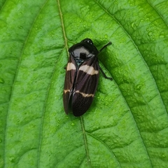 Ectemnonotum bivittatum