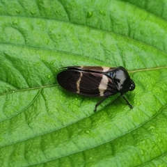 Ectemnonotum bivittatum