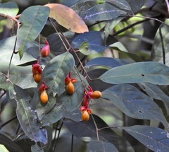 Mischocarpus exangulatus