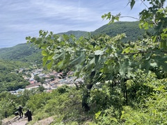 Morus mongolica