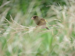 Chloris sinica