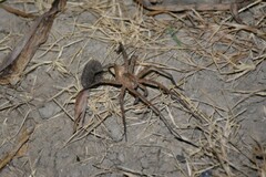 Dolomedes saganus