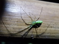 Tetragnatha squamata