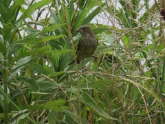Chloris sinica