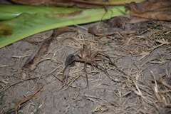 Dolomedes saganus