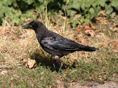 Corvus corone