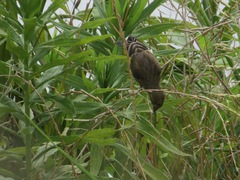 Chloris sinica