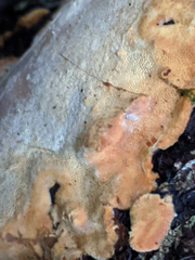 Gloeoporellus merulinus