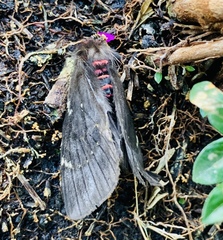 Paradirphia fumosa