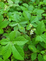 Rubus beamanii