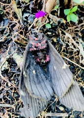 Paradirphia fumosa
