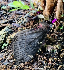 Paradirphia fumosa