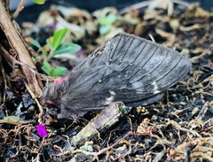 Paradirphia fumosa