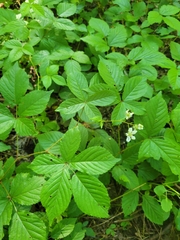 Rubus beamanii