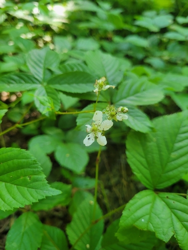 rambling dewberry (Rubus beamanii)