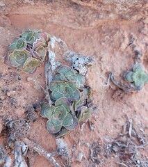 Crassula pseudohemisphaerica