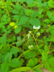 Rubus beamanii