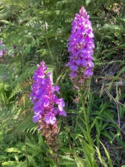 Dactylorhiza foliosa image