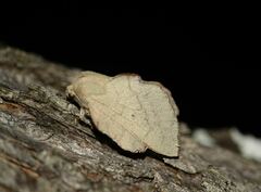 Phyllodesma suberifolia