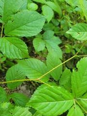 Rubus beamanii