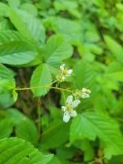 Rubus beamanii
