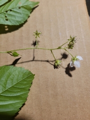Rubus beamanii