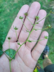 Rubus beamanii