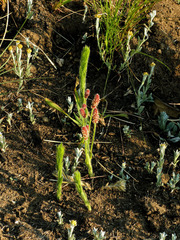 Acalypha glandulifolia