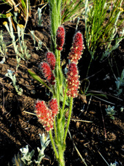 Acalypha glandulifolia