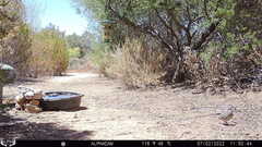 Callipepla californica