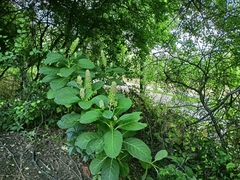 Phytolacca acinosa