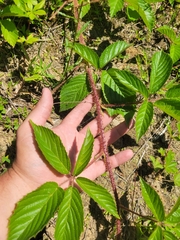 Rubus furtivus