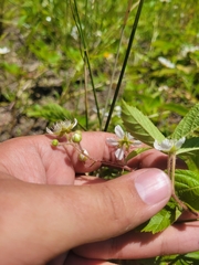 Rubus furtivus