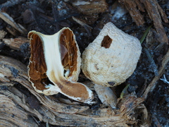 Pholiota nubigena