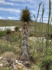 Yucca treculiana