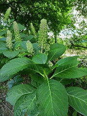 Phytolacca acinosa