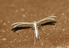 Merrifieldia malacodactyla