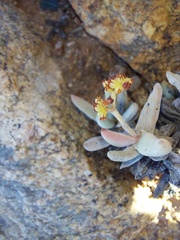 Crassula fusca