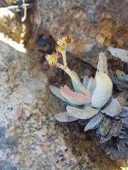 Crassula fusca