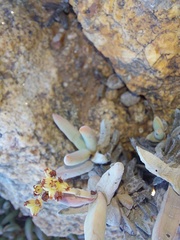 Crassula fusca