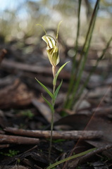 Pterostylis dolichochila