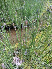 Equisetum variegatum variegatum
