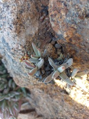 Crassula fusca