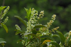 Itea chinensis