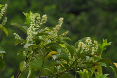 Itea chinensis