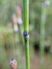 Equisetum variegatum variegatum