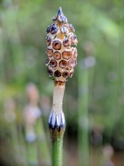 Equisetum variegatum variegatum