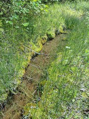 Equisetum variegatum variegatum