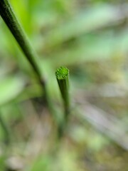 Equisetum variegatum variegatum