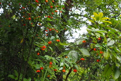 Wikstroemia monnula
